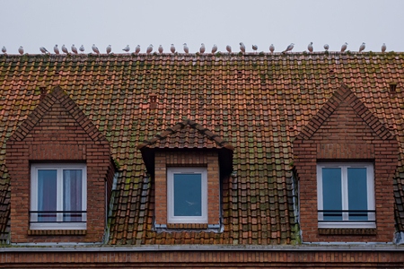 Roof tiles on which sits a group of gulls. In the foreground of the attic window.の写真素材