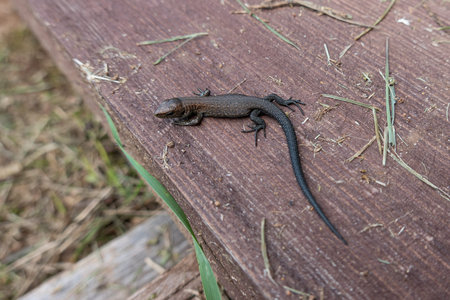 A small dark lizard lies on an old brown board. There are pieces of cut grass.
