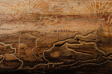 Bizarre lines left on the surface of a tree by a bark beetle. The drawing looks like an ancient cave...