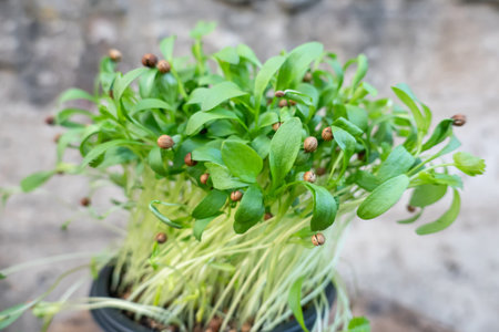 Young coriander sprouts in a pot. At the ends of the leaves there is a shell from sprouted seeds....