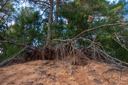A pine tree stands on the edge of a sandy cliff. There are many exposed roots. Bottom view.の写真素材