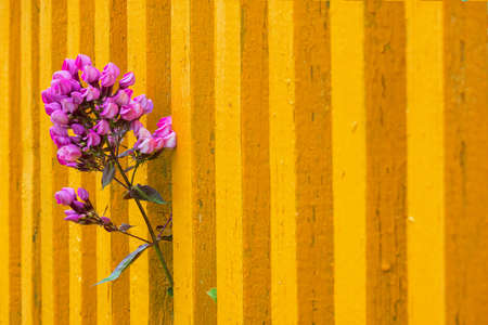A lilac garden flower peeps out through a yellow wooden fence. The paint on the fence slats has aged and cracked. Background. Texture.の写真素材