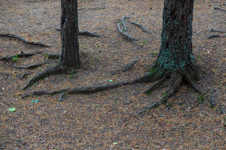 View of the lower part of the trunks of two pines. Textured roots protrude from the ground, the ground is covered with fallen needles. There are rare blades of grass. Background. Texture.の写真素材