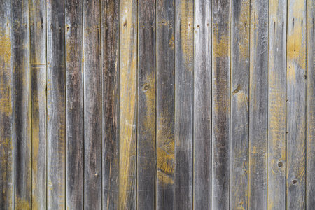 Wooden wall from old gray boards. Yellow paint residues on rough wood surfaces. Background. Texture.