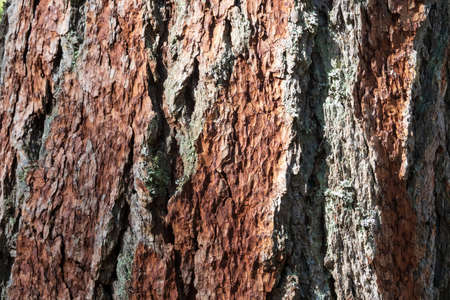 Close-up of the tree bark. Siberian larch. Partially covered with lichen.Background. Texture.の写真素材