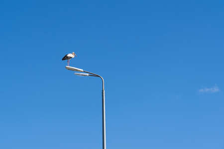 A stork stands on a plafond of a street lamp against the backdrop of a clear blue sky. There is one small cloud. Background.の写真素材
