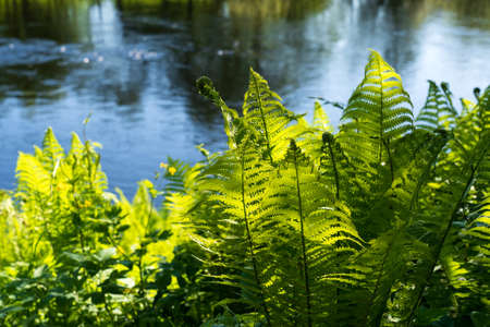 The thickets of green ferns on the banks of the river are illuminated by the sun. the young leaves have not yet fully opened. Breakwaters and reflections of trees are visible in the water.の写真素材