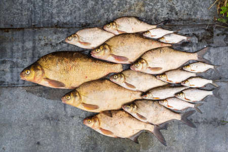 A fish catch laid out in a school on a gray metal surface. Bream and roach are available in various sizes. Background.の写真素材