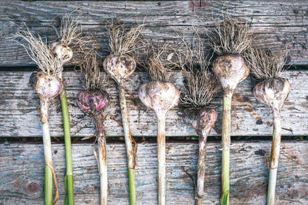 Several fresh garlic plants with roots are dried on a wooden bench. The boards have a distinct old wood texture. There are remnants of earth on the plants. Background. Texture.の写真素材