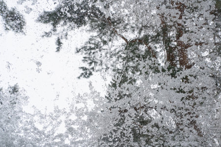 Looking outside through a skylight in winter. There are pine branches and a gray sky. Wet snow and...