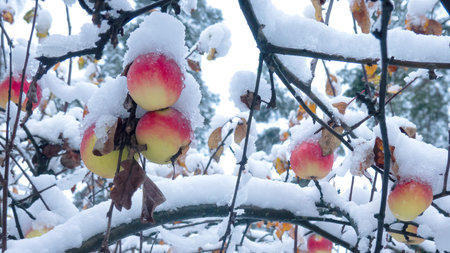 A branch with red apples is covered with a layer of fresh snow. There are yellowed dried leaves and...