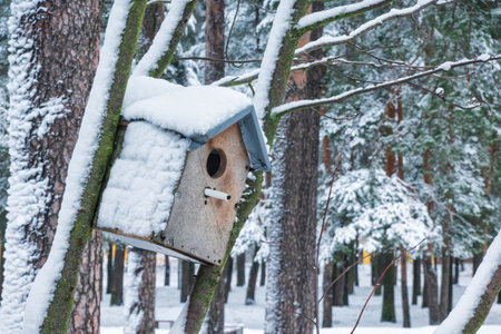 A homemade simple birdhouse hangs on a tree at an angle in winter. The roof and wall are covered with snow. In the background there is a park with pine trees.の写真素材