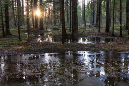 Spruce forest in snowless winter. The low sun is shining. Pieces of ice float in large puddles of...