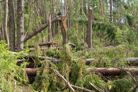 Windfall in a pine forest after a strong storm. Broken trees and torn branches lie. Landscape....