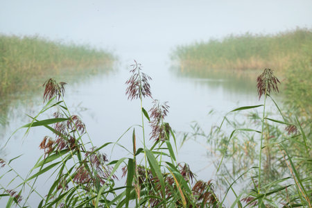 View of a small bay with a narrow outlet into the lake. Foggy morning. In the foreground there are...