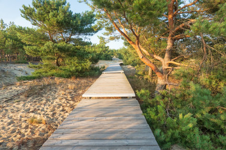A path made of wooden planks runs along sandy soil through thickets of pine trees. Background. Landscape.の写真素材