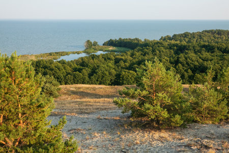 View of the Curonian Lagoon from a high dune of the Curonian Spit. In the foreground, young pine trees grow on sandy soil. Lake Lebed is visible below.の写真素材
