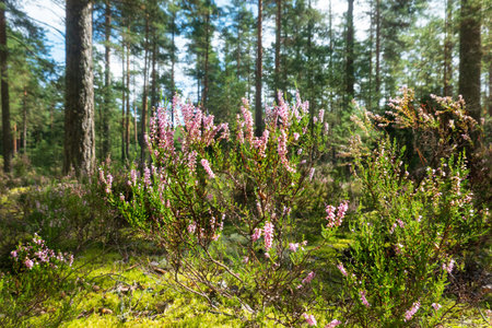 A small heather bush on mossy soil. In the background there is a pine forest. Background. Landscape.の写真素材