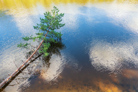 Pine tree fell into the river. On the surface of the water there are reflections of the sky with clouds and plants on the opposite bank. Background. Texture.の写真素材