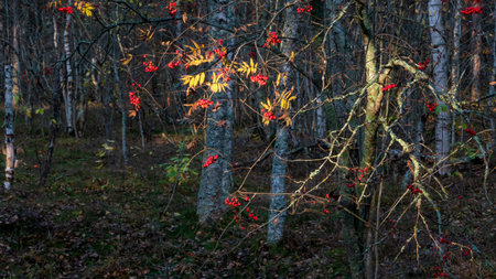 Brightly lit rowan branch with red berries and withered leaves against the backdrop of a dark autumn forest. Background. Landscape.の写真素材