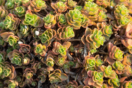 Close-up of a meadow in a park covered with sedum plants like a carpet. Background. Texture.