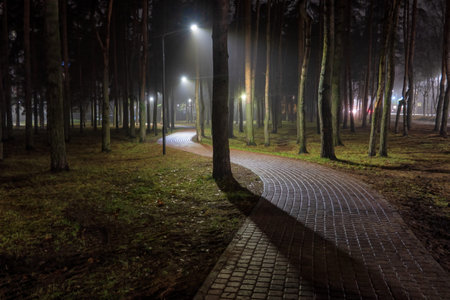 Curved tile path in the park between pine trees in the evening. Street lights shine in the fog. Background.の写真素材