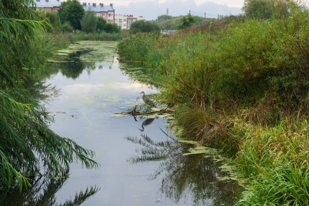Landscape with a small river on the outskirts of the city. The banks are densely overgrown with...