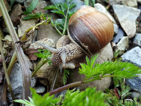 macro photo of snail in green grassの写真素材