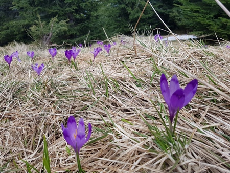 blue mountain flower s field, in the background a green forestの写真素材