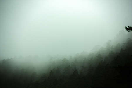 Green forest background with fog and  coniferous treesの写真素材