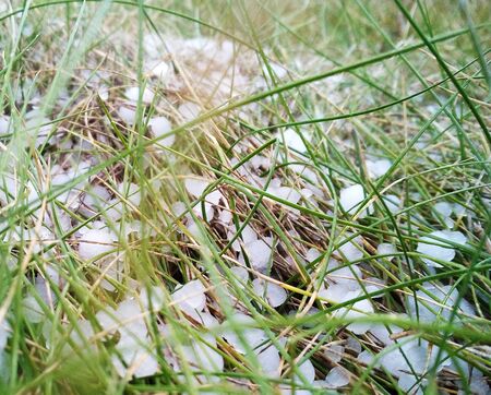 hail in the grass, green grass covered with hailの写真素材