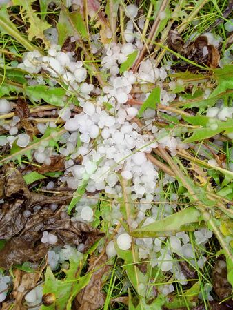hail in the grass, green grass covered with hailの写真素材