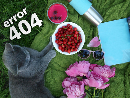 error 404 page, A lovely summer picnic on the green herbage by a pet. A picnic on a blue cloth laid, A cherry cup, a gray British cat, glasses and a magazine with copyspaceの写真素材