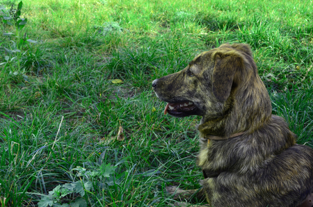 a mongrel dog lies in profile on a green meadow, a dog on the grassの写真素材