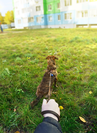 a man holds a low mongrel dog on a leash on the grass in the city, a first person viewの写真素材
