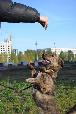 the dog is stretched by the crook in the mans hand, the training of the dogの写真素材