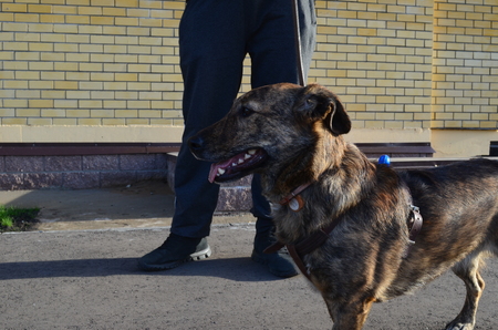 the dog walks in the city next to the ownerの写真素材