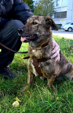 a mongrel dog in a collar with short paws sits on the grass next to the master, the owner's arm hugs the dog on a leashの写真素材