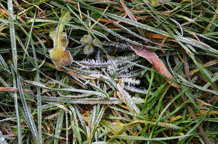 autumn hoarfrost on green grassの写真素材