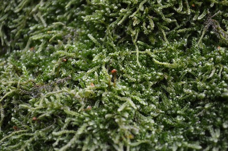 texture of moss in close up, macro green mossの写真素材