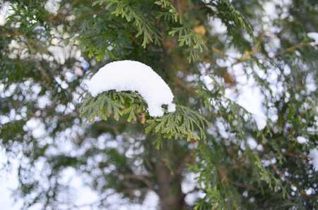 branch of green cypress under snowの写真素材