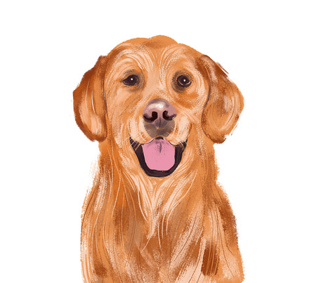 Golden dog illustrationの写真素材