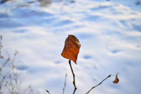 Dry branch with leaf budsの写真素材