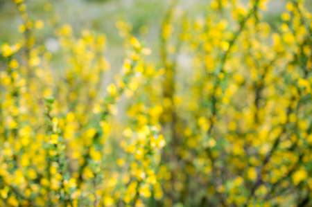 blurred yellow-green backgroundの写真素材