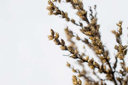 dry grass against the snowの写真素材