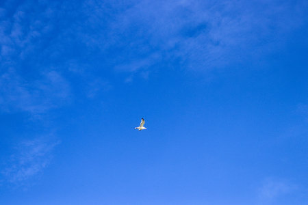 a lonely seagull flies against the blue sky, seagull symbol of peace, seascapeの写真素材