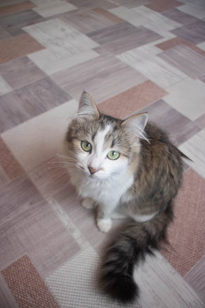 Cute cat with green eyes on the floor in the room.の写真素材
