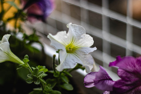 White petunia flower in a pot on a window sill. Selective focus.の写真素材