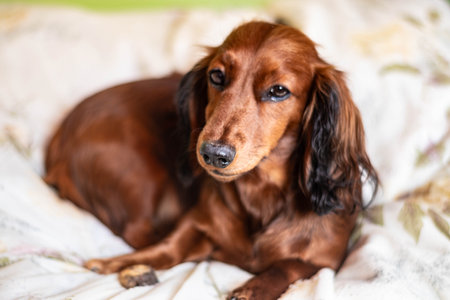 Beautiful long-haired dachshund lying on the bedの写真素材