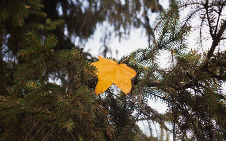 Yellow maple leaf on a branch in autumn.